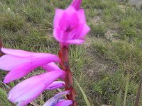 DSCN7765  The background was very stable