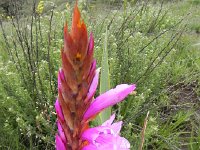 DSCN7777  The one non-green plant part out there