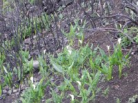 DSCN7810  Arum lilly