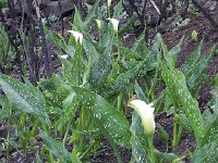 DSCN7811  in a burned over area