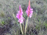 DSCN7819  More of the startling bright flowers