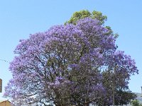 DSCN7855  Driving through the Tribal Areas, a jacarande tree with goats