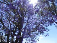 DSCN7856  What a color!