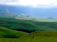 DSCN7882  Dreams of grass