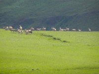 DSCN7887  More kudus