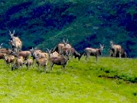 DSCN7888  Enhanced kudus