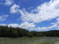 DSCN7912  Much plantation forestry