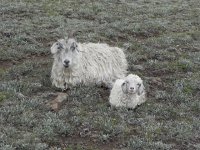 DSCN7926  Many sheep up here