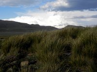 DSCN7953  Grass and clouds