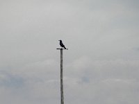 DSCN7960  Keeping a lookout