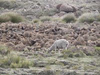 DSCN7984  as was this: sheep grazing everywhere