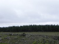 DSCN8003  more forest plantations