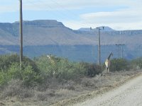 DSCN8036  Whoa! Giraffes in view!
