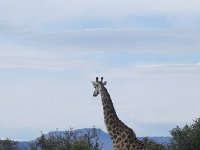 DSCN8038  a beautiful beast!