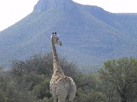 DSCN8041  lots of thorn trees for them