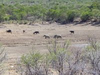 DSCN8065  Rhinos and buffalo cavorting