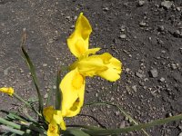 DSCN8093  Native iris