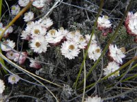 DSCN8120  Tiny flowers