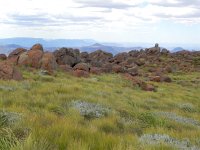DSCN8123  Ungrazed grassland