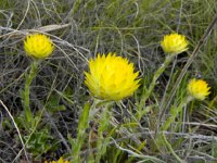 DSCN8131  more flowers