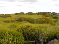 DSCN8137  Karoo vegetation