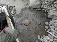 DSCN8154  We wait for the tortoise to move