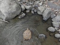 DSCN8155  He has a dent in his shell