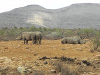 DSCN8160  Rhinos resting