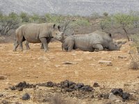 DSCN8162  old style animals