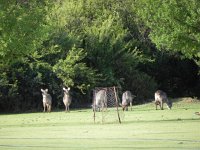 DSCN8186  Waterbucks