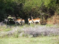 DSCN8202  herd of ungulates