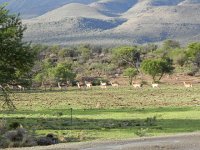 DSCN8207  herds grazing