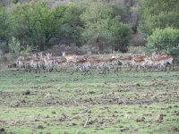 DSCN8211  beautiful beasts