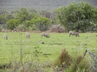 DSCN8225  knelling warthogs