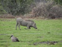 DSCN8226  so they can use their tuskd