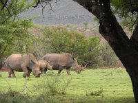 DSCN8231  the rhinos come in