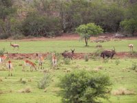 DSCN8237  mix of species