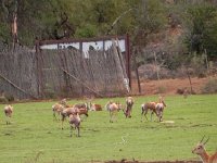 DSCN8241  can&#39;t get enough of the gazelles