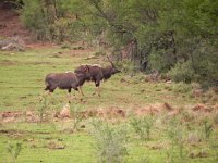 DSCN8242  a kudu with a cock-eyed horn