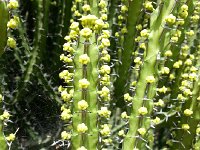 20161124 114056  Euphorbia