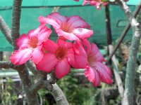 DSCN8267  Garden views