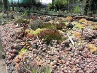 DSCN8271  Garden views