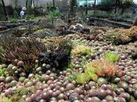 DSCN8272  Garden views