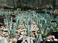 DSCN8273  Garden views