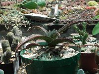 DSCN8274  Garden views