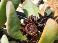 DSCN8275  Garden views