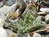 DSCN8277  Garden views