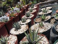 DSCN8278  Garden views