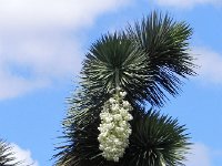 DSCN8291  Palm flowers