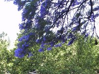 DSCN8299  Jacaranda tree at Happy Lands